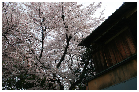 自由が丘の桜