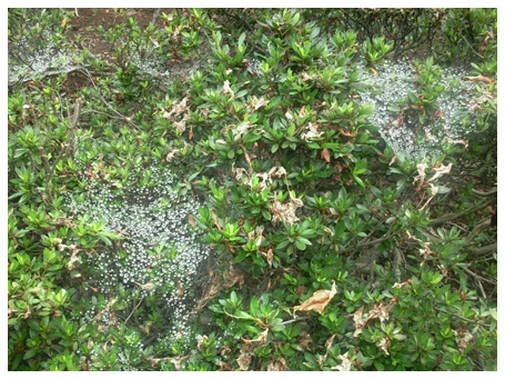 雨上がりのくもの巣
