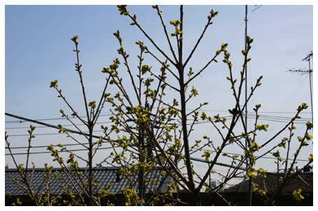 柿の新芽(二階ベランダより)