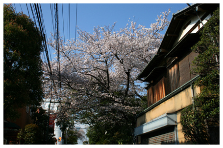 二日遅れの桜見