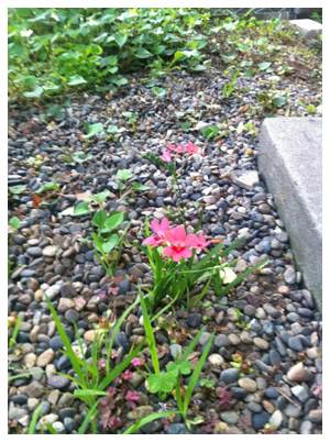 庭に咲く花